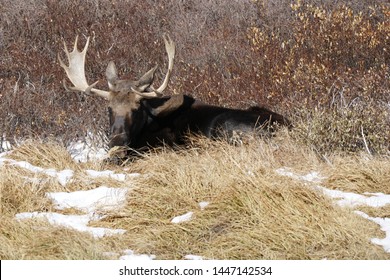 274 Elk laying down Images, Stock Photos & Vectors | Shutterstock