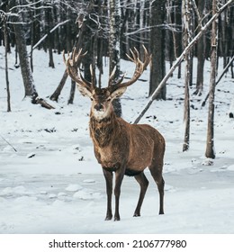 Big Elk at Parc Omega in Canada