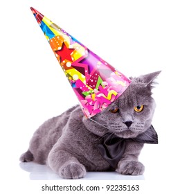 big english party cat wearing a party hat and bow tie on white background