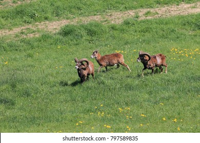 Big european mouflon on the grassland wild animal in the nature habitat, Saxony , Germany