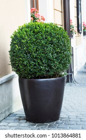 Big evergreen tree Buxus sempervirens (common box, European box, or boxwood) in pot near house