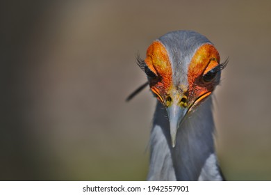 Big Eye Lashes Of A Secretary Bird