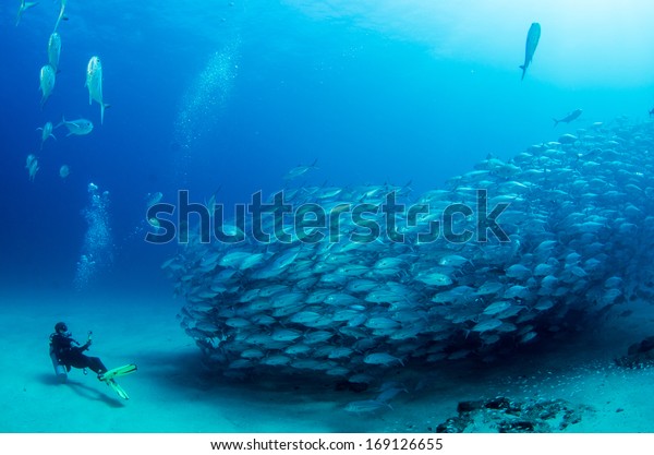Big eye Trevally Jack, (Caranx\
sexfasciatus) Forming a school, bait ball or tornado with a diver.\
Cabo Pulmo National Park, Cousteau once named it The world\'s\
aquarium. Baja California\
Sur,Mexico.\
