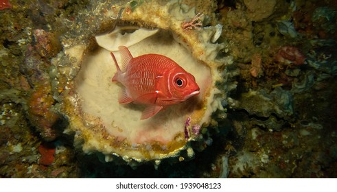 Big Eyed Squirrel Fish Red