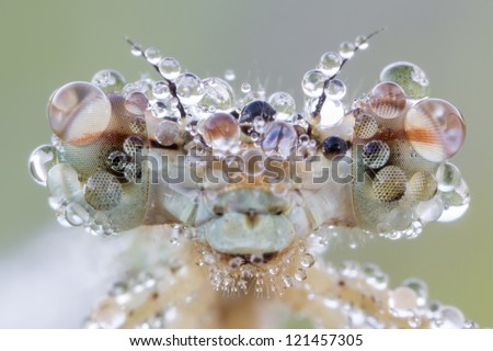 Big eyes of dragonfly with dew drops (blue featherleg - Platycnemis pennipes) female