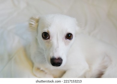 Big Eyes Of A Small White Dog On A White Background..