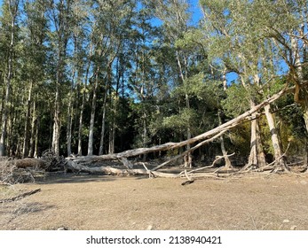 Big Fallen Tree In A Forest In Hong Kong