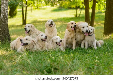 Big Family Of Dogs Sit And Lie On The Ground In The Raw. Many Golden Retrievers Of Different Ages At The Forest. Sunny Day And Nice Weather.