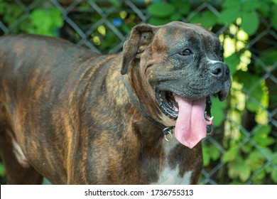 A Big Fat Boxer Dog With His Tongue Out