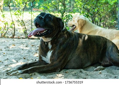 A Big Fat Boxer Dog With His Tongue Out