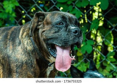 A Big Fat Boxer Dog With His Tongue Out