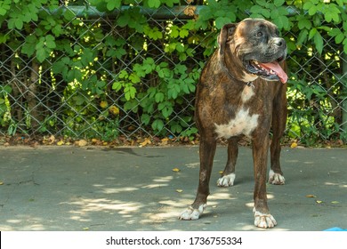 A Big Fat Boxer Dog With His Tongue Out