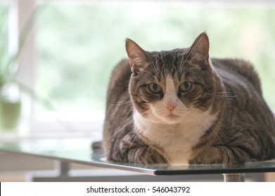 Big Fat Cat With Stripes On A Glass Table