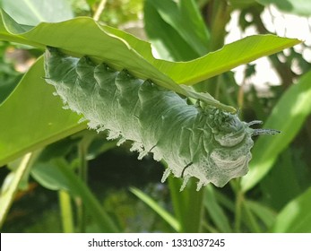 Big Fat Green Caterpillar On Aruba Stock Photo 1331037245 | Shutterstock