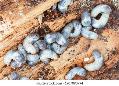 Big and fat cockchafer’s grubs in a rotten tree in farmer’s garden on sunny day in summertime - Shutterstock ID 1907090794