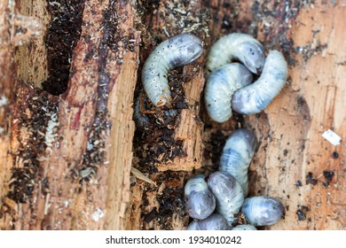 Big and fat cockchafer’s grubs in a rotten tree in farmer’s garden on daylight in summertime - Shutterstock ID 1934010242
