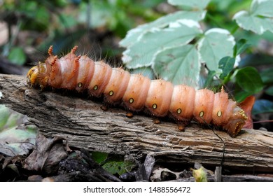 Big Fat Luna Moth Caterpillar Crawling Stock Photo Edit Now