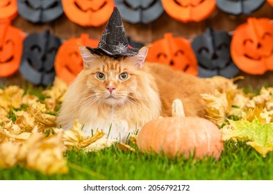 Big fat Maine coon cat wearing witch halloween hat  lying on autumn grass with pumpkin