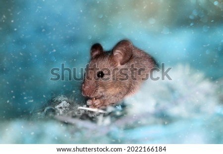 A big fat mouse eats grain is on beautiful light blue background with bokeh lights. A gray rodent holds a seed in its paws. Wild animal in habitat close up. Harvest in autumn. Thanksgiving day rat
