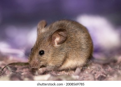 A big fat mouse with a long tail eats grain is on beautiful background. A gray rodent holds a seed in its paws. Wild animal in habitat close up. Harvest in autumn. Thanksgiving day rat