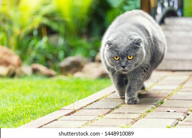 Big fat overweight serious grey british cat with yellow eyes walking on road at backyard outdoors with green grass lawn on background. Like a boss cat portrait walk in garden - Powered by Shutterstock