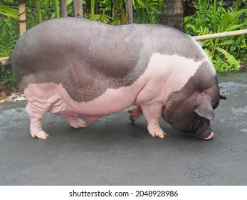 Big fat pig walks on the road, selective focus