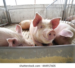 big and fat pigs in a sty on a farm
