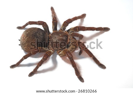 TÉLÉCHARGER BIG FAT TARANTULA TARANTULA FAT TÉLÉCHARGER BIG