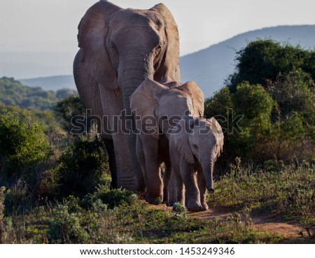 A big female elephant watching over her  offspring as they walk single file through the African bush.  Small, bigger, biggest.  