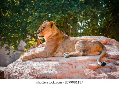 Big Female Lion Lying On The Big Rock