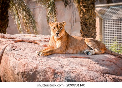 Big Female Lion Lying On The Big Rock