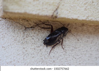 Big female oriental cockroach (Blatta orientalis)
