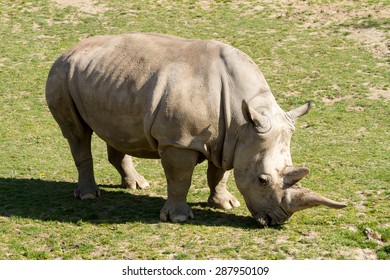 A big female white rhino 