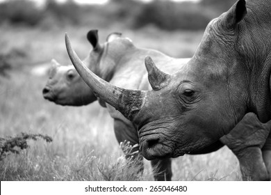 27,410 Rhino Black And White Images, Stock Photos & Vectors | Shutterstock