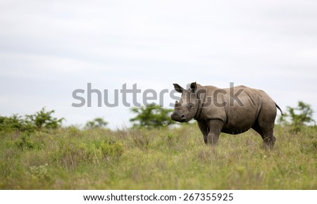 A big female white rhino / rhinoceros and her baby calf, together in this nurturing, teaching photo taken in South Africa.