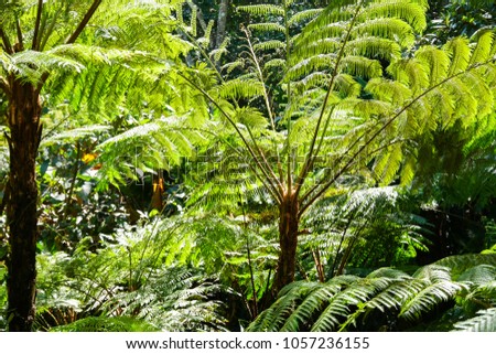 big fern tree leaves