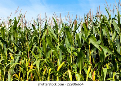 426,874 Corn field Stock Photos, Images & Photography | Shutterstock