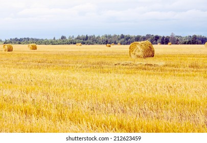 big field with round sheaves of yellow straw after a crop harvest and the blue sky and a green forest belt on the horizon