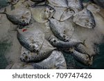 a lot of big fish