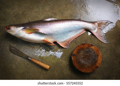 big fish