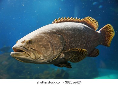 78,067 Big fish in ocean Images, Stock Photos & Vectors | Shutterstock