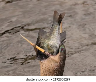 Big Fish Catch By The Anhinga At Sweetwater Wetlands Park Gainesville FL