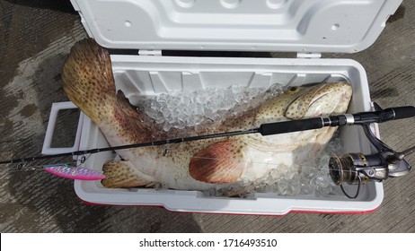 A Big Fish In The Cooler Box, Huge Size Lapulapu, Goliath Grouper