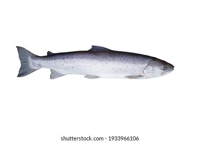 Saumon Hd Stock Images Shutterstock