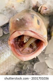 Big Fish With Small Fish In Its Mouth, Selected Focus