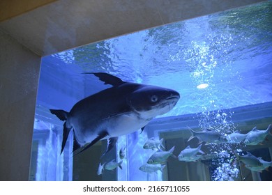 Big fish swimming in the aquarium museum.