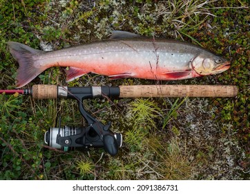 Big fish trophy Arctic char or charr, Salvelinus alpinus is lying on the green vegetation next to the fly fishing rod. Caught in Lapland lake