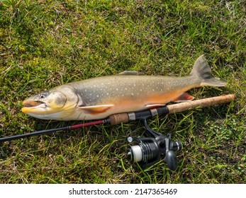 Big fish trophy Arctic char or charr, Salvelinus alpinus is lying on the green vegetation next to the fly fishing rod. Caught in Lapland lake