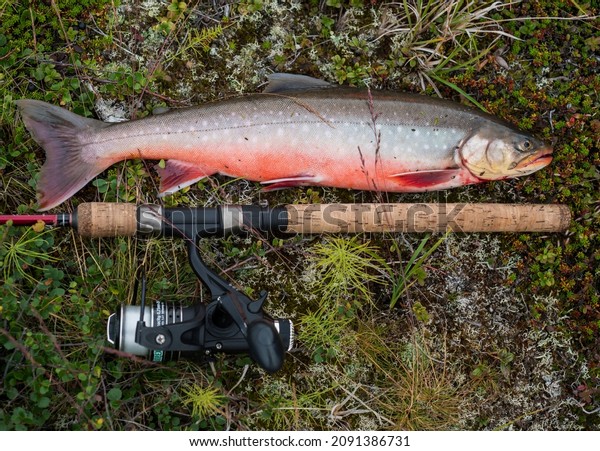 Big fish trophy Arctic char or charr, Salvelinus\
alpinus is lying on the green vegetation next to the fly fishing\
rod. Caught in Lapland lake