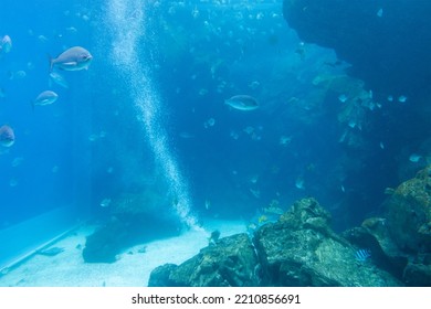 Big Fish Water Tank In Aquarium